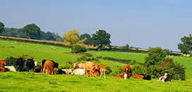 Jersey per 33,60 € o menys, ag. >